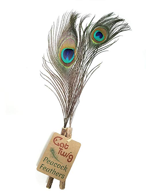 CatTwig Peacock Feather
