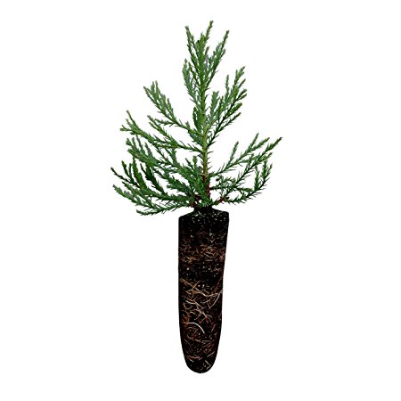 Giant Sequoia | Live Tree Seedling (Medium) | The Jonsteen Company