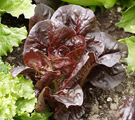 3000 SUPER RED ROMAINE Lettuce ,ORGANIC Non GMO SEED, Fresh salad