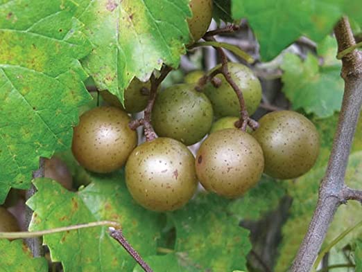 15 Seeds of Bronze Scuppernong (Muscadine) Female Native Heirloom Grape Non GMO