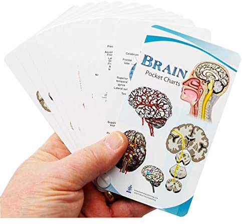 Brain Pocket Charts