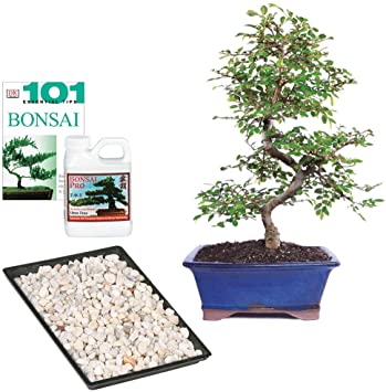 Brussel's Bonsai Live Chinese Elm Outdoor Bonsai Tree - 8 Years Old 8" to 10" Tall with Decorative Container