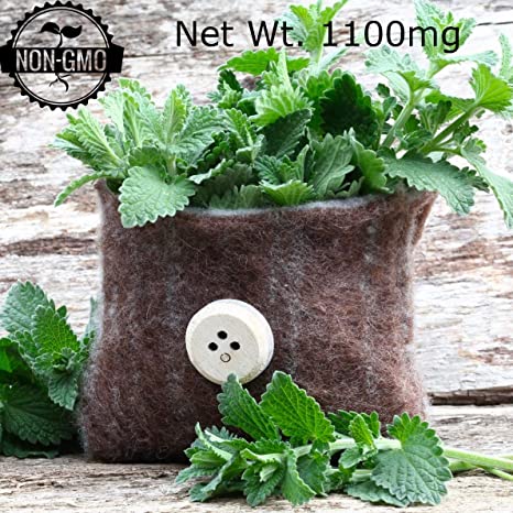 Gaea's Blessing Seeds - Catnip Seeds 1500+ Non-GMO Seeds Nepata Cataria High Yield Open-Pollinated 90% Germination Rate 1.1g