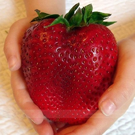 ADB Inc Rarest Heirloom Super Giant Japan Red Strawberry Organic Seeds
