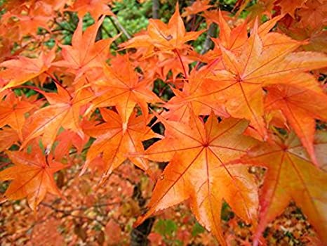 Hogyoku Japanese Maple One of The Best Maples For Fall Color 1 - Year Live Plant