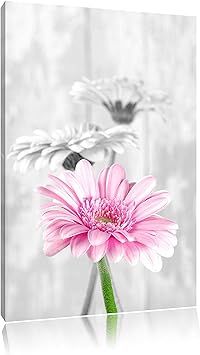 beautiful gerberas in daylight white / black size: 120x80 on canvas, XXL huge Pictures completely framed with stretcher, art print on mural with frame, cheaper than painting or an oil painting, not a poster or banner,