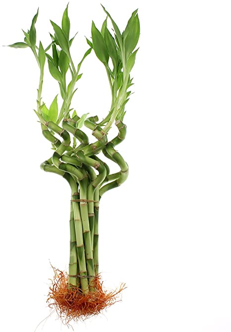 10 Stalks of 8 Inches Spiral Lucky Bamboo