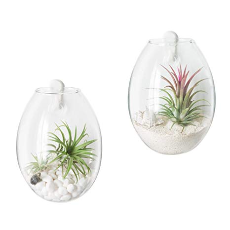 Mkono 2 Pack Wall Hanging Planter Terrarium Bubble Glass Flower Pot Air Plant Holder