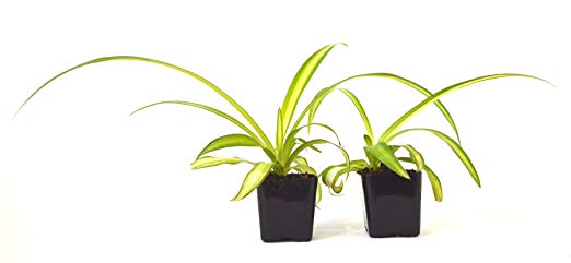 9GreenBox - Ocean Spider Plant - Easy to Grow - Cleans The Air - New - 2 Pack