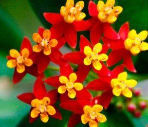 MILKWEED (ASCLEPIAS CURASSAVICA) “BLOODFLOWER” THE FAVORITE OF MONARCH BUTTERFLIES VIVID RED AND GOLD APPROX 100 SEEDS