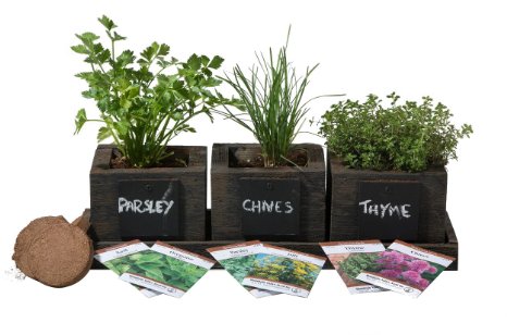Cedar Planter Box - Complete Herb Garden Indoor Kit - Herb Growing Kit - Grow Cooking Herbs Basil, Chives, Thyme, Oregano, Parsley & Cilantro
