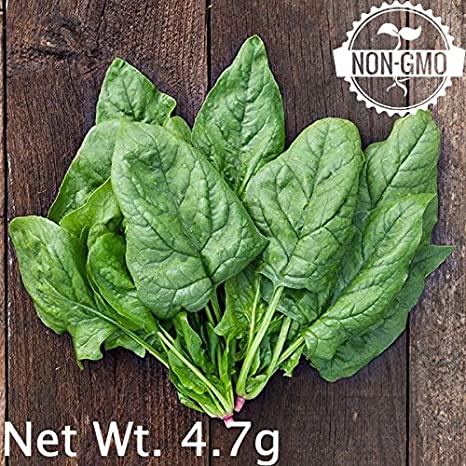 Gaea's Blessing Seeds - Organic Spinach Seeds 300+ Seeds Giant Winter Spinach Non-GMO Open-Pollinated Heirloom 95% Germination Rate Net Wt. 4.5g