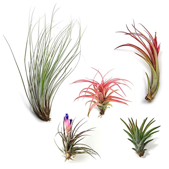 12 Pack Classic Variety Tillandsia Assortment - 30 Day Guarantee - Wholesale - Bulk - Fast Shipping - House Plants - Succulents - Free Air Plant Care Ebook By Jody James