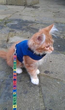 Mynwood Cat Jacket/Harness Blue Adult Cat - Escape Proof