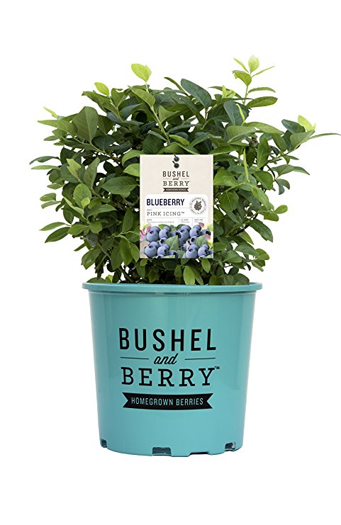 Pink Icing Blueberry Bush, fruit producing plant in 2 Gallon pot - Vaccinium 'Pink Icing'
