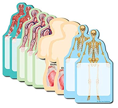 Anatomy Body Sticky Notes Collection, 9 Pack-100 Sheets Per Pack, Medical Note Pads and Great Gifts.