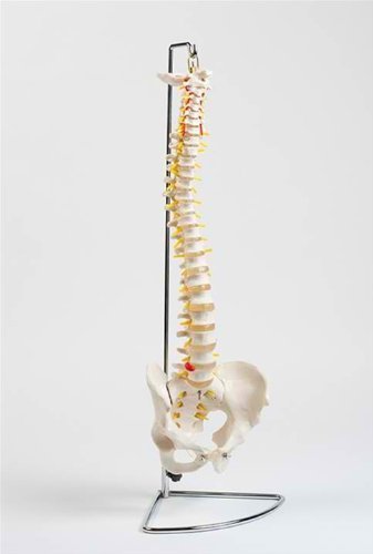 Flexible Chiropractic Spine Model, Life Size, Floor Stand Included