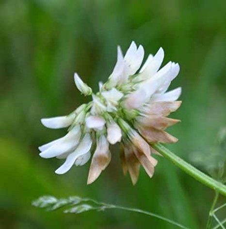 SeedRanch Nitro-Coated and Inoculated Seedranch White Dutch Clover Seeds - 1 Pound