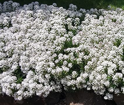 CANDYTUFT WHITE EVERGREEN PERENNIAL Iberis Sempervirens - 100 Seeds