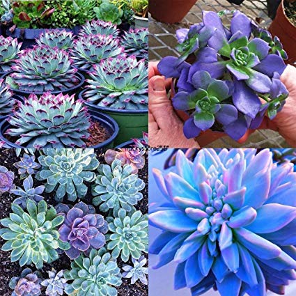 Portal Cool 50 Pcs: Rare African Blue Cactus Seeds Mixed Succulent Bonsai Seeds Home Garden Lkr8