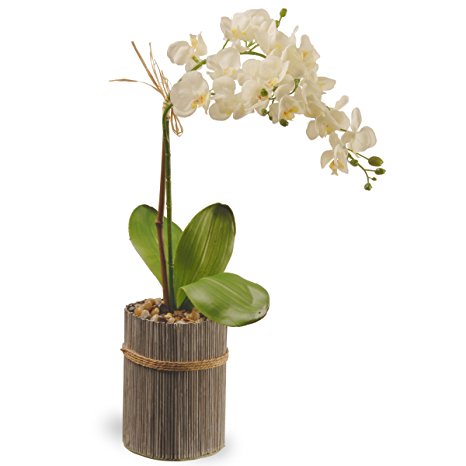 National Tree Garden Accents Potted Orchid, 20", White