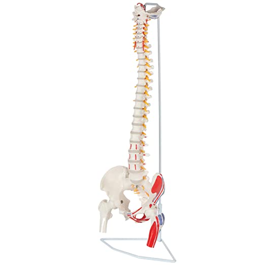 Axis Scientific Painted Flexible Spine Model, 36" Life Size Spinal Cord Anatomy Model Demonstrates Muscle Origins and Insertion Points, Includes Stand for Display and Consultation, and Worry Free 3 Year Warranty