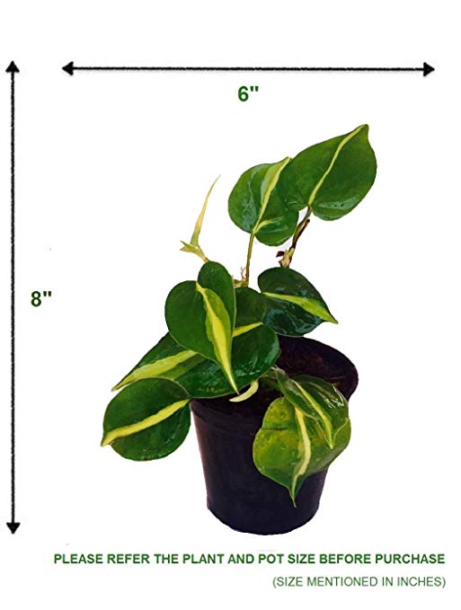 THE FOUR SEASONS PHILODENDRON HEDERACEUM BRASIL NATURAL LIVE PLANT IN POT