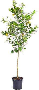 Brighter Blooms Meyer Lemon Tree 4-5 Ft. Tall | Rich and Sweet Meyer Lemons | Thrives in Any Part of The Country | Favorite of Chefs & Bakers All Over The World | No Shipping to FL, CA, TX, LA or AZ