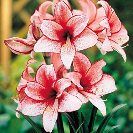 Charisma Amaryllis Bulb - Single Blooming Amaryllis, Easy to Grow Bulbs