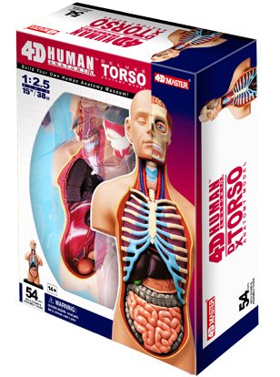 4D Vision  Deluxe Human Anatomy Torso Model