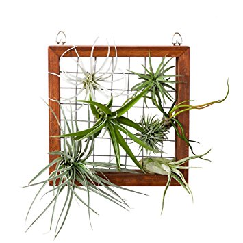 Mkono Air Plant Frame Tillandsia Wall Display, 7 7/8 Inch