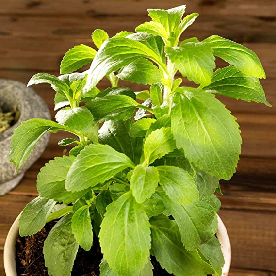 Stevia Seeds for Planting up to 5 Seeds