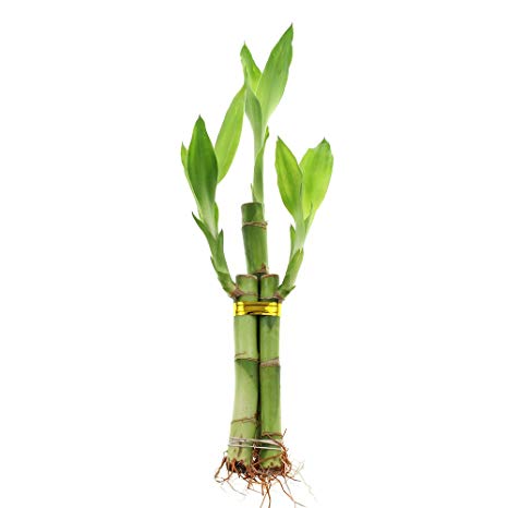 Live Lucky Bamboo 3 Stalk Arrangement - Live Indoor Plant for Home Decor, Arts & Crafts, Zen Garden and Feng Shui