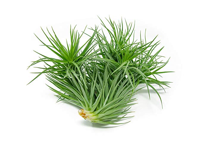 Aquatic Arts AIRPLANTS3XL 4 Extra Large Live Air Plants for Home Décor and Wedding Centerpieces
