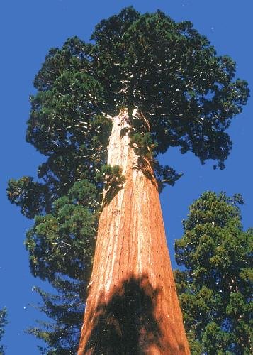 TROPICA - California Giant Redwood (Sequoiadendron gigantea) - 50 Seeds - Winter-Hardy