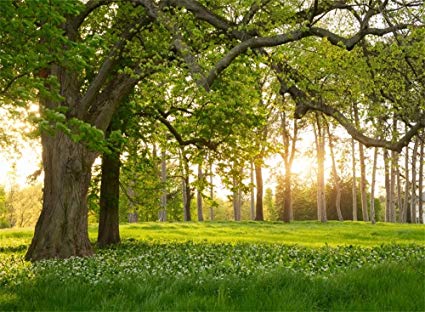 Leowefowa 7X5FT Spring Backdrop Rural Forest Trees Backdrops for Photography Blooming Flowers Green Grassland Nature Vinyl Photo Background Kids Adults Outdoor Travel Portraits Studio Props