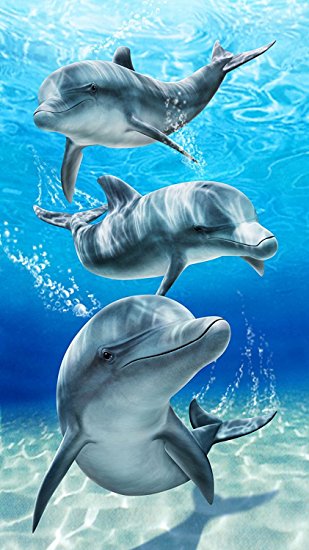 Baron bay dolphins velour brazilian beach towel 30x60 inches