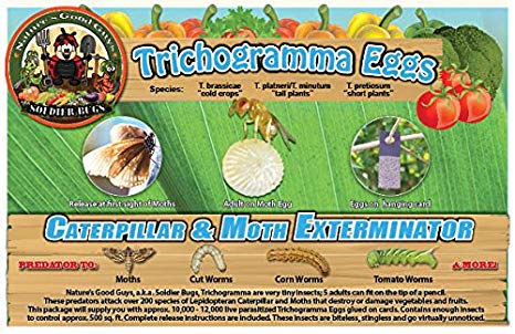 Bug Sales Caterpillar & Moth Exterminator- Trichogramma 3 Squares/12,000 Eggs