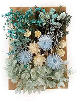 2 Pack Natural Real Dried Flowers Kit for Art Craft DIY Soap Candle Scrapbooking DIY Resin Jewelry Making, Bookmark Making Mixed Multiple Colorful Dried Pressed Flowers for Home Decoration (C)