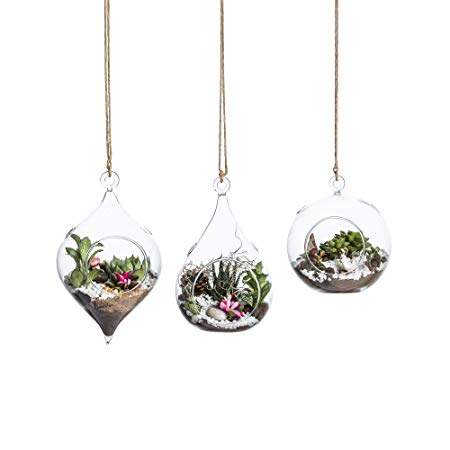 Whole Housewares Glass Terrarium Set of 3 in Large Size- Succulent/Moss/Air Plant Container - 3 Pack in Different Shape