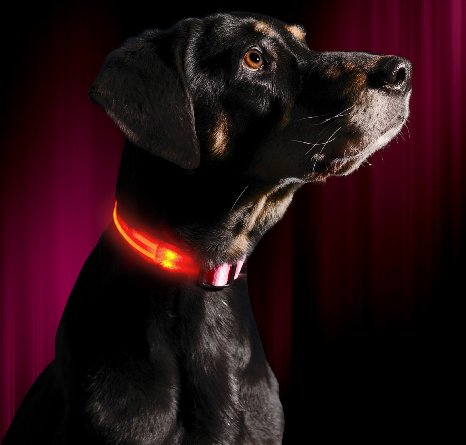 LED Dog Collar - USB Rechargeable - Available in 6 Colors & 6 Sizes - Makes Your Dog Visible, Safe & Seen