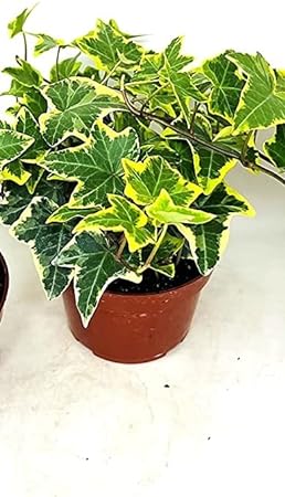 Gold Child English Ivy 3" Pot 'Hedra Helix Plant'